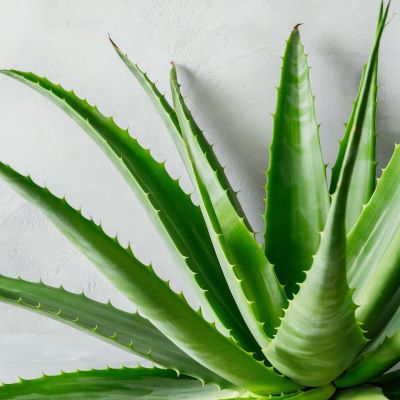 Cómo Cultivar Aloe Vera o Penca sábila 7 Pasos