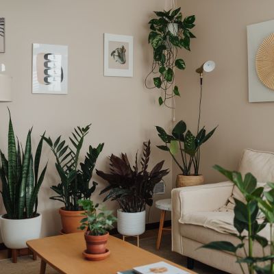 Guía para Decorar tu Hogar con Plantas