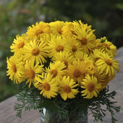 Flores Amarillas Descubre la Alegre Elegancia de Esta Flor